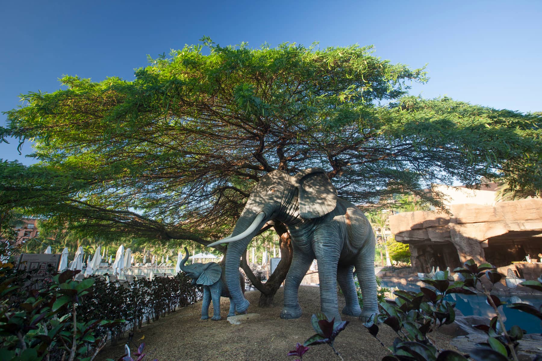Lopesan Baobab Resort - zdjęcie 15